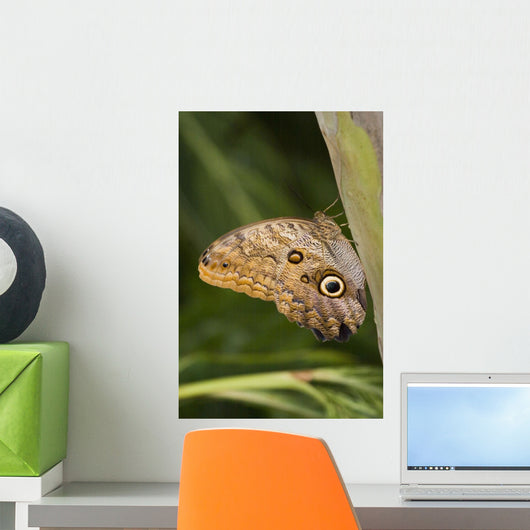 Owl Butterfly Resting On Trunk Wall Mural