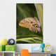 Owl Butterfly Resting On Trunk Wall Mural