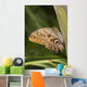 Owl Butterfly Resting On Trunk Wall Mural