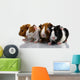 Four Baby Guinea Pigs Wall Decal