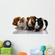 Four Baby Guinea Pigs Wall Decal