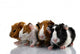 Four Baby Guinea Pigs Wall Decal
