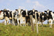 View Of Cows, Bas-Saint-Laurent Region, Quebec, Canada Wall Mural