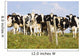 View Of Cows, Bas-Saint-Laurent Region, Quebec, Canada Wall Mural
