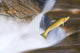 Miigrating Steelhead Salmon Leaping Over Falls Wall Mural