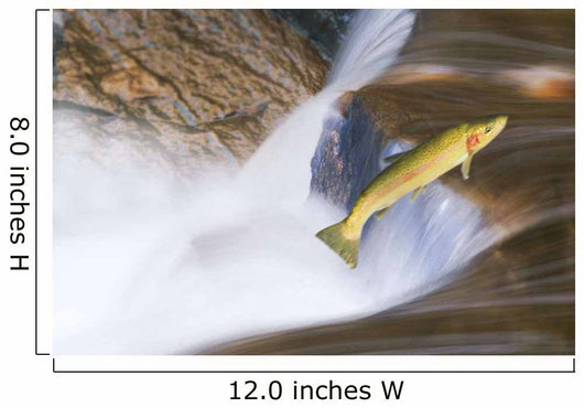 Miigrating Steelhead Salmon Leaping Over Falls Wall Mural