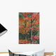 Autumn Sugar Maple Trees Algonquin Provincial Park, Ontario Canada Wall Mural