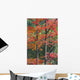 Autumn Sugar Maple Trees Algonquin Provincial Park, Ontario Canada Wall Mural