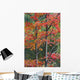 Autumn Sugar Maple Trees Algonquin Provincial Park, Ontario Canada Wall Mural