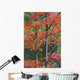 Autumn Sugar Maple Trees Algonquin Provincial Park, Ontario Canada Wall Mural