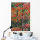 Autumn Sugar Maple Trees Algonquin Provincial Park, Ontario Canada Wall Mural