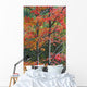 Autumn Sugar Maple Trees Algonquin Provincial Park, Ontario Canada Wall Mural