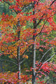 Autumn Sugar Maple Trees Algonquin Provincial Park, Ontario Canada Wall Mural