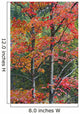 Autumn Sugar Maple Trees Algonquin Provincial Park, Ontario Canada Wall Mural