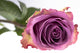 Purple Rose Wall Mural