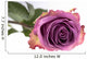 Purple Rose Wall Mural