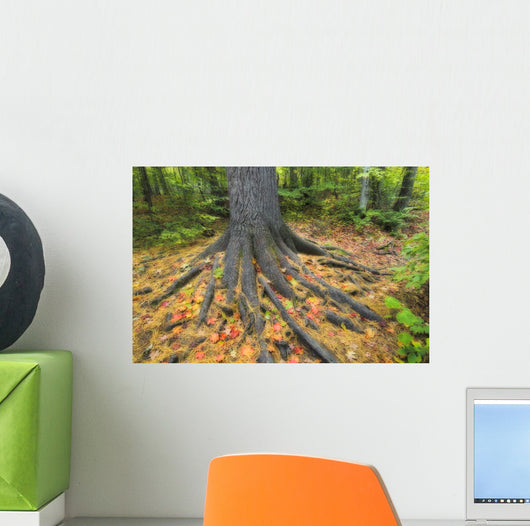 Easter White Pine Tree Trunk, Autumn Sugar Maple Wall Mural