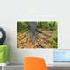 Easter White Pine Tree Trunk, Autumn Sugar Maple Wall Mural