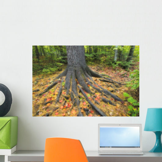 Easter White Pine Tree Trunk, Autumn Sugar Maple Wall Mural