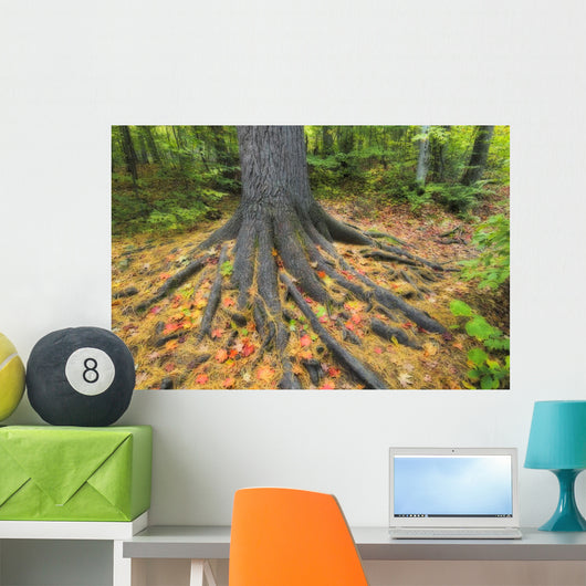 Easter White Pine Tree Trunk, Autumn Sugar Maple Wall Mural