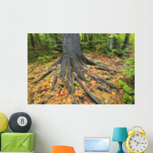 Easter White Pine Tree Trunk, Autumn Sugar Maple Wall Mural