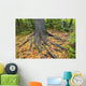 Easter White Pine Tree Trunk, Autumn Sugar Maple Wall Mural