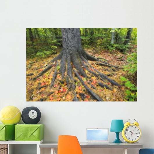 Easter White Pine Tree Trunk, Autumn Sugar Maple Wall Mural