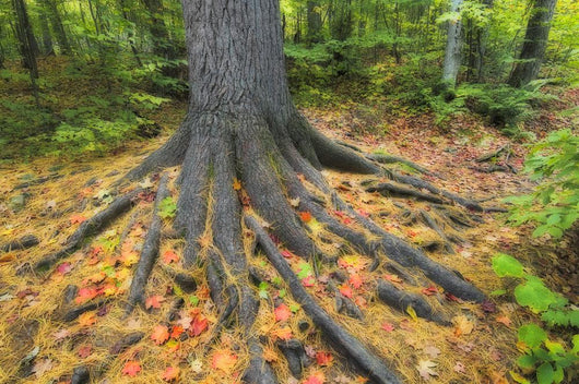 Easter White Pine Tree Trunk, Autumn Sugar Maple Wall Mural