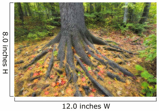 Easter White Pine Tree Trunk, Autumn Sugar Maple Wall Mural