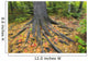 Easter White Pine Tree Trunk, Autumn Sugar Maple Wall Mural