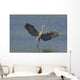 Great Blue Heron Flies Through Wetland Marsh Wall Mural