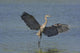 Great Blue Heron Flies Through Wetland Marsh Wall Mural