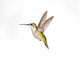 Ruby-Throated Hummingbird  Female Fairly Common In Gardens Wall Mural