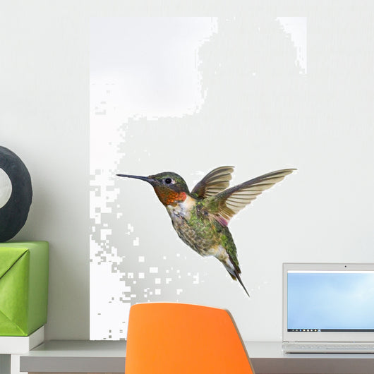 Ruby-Throated Hummingbird  Adult Males Wall Mural