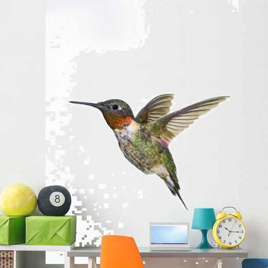 Ruby-Throated Hummingbird  Adult Males Wall Mural