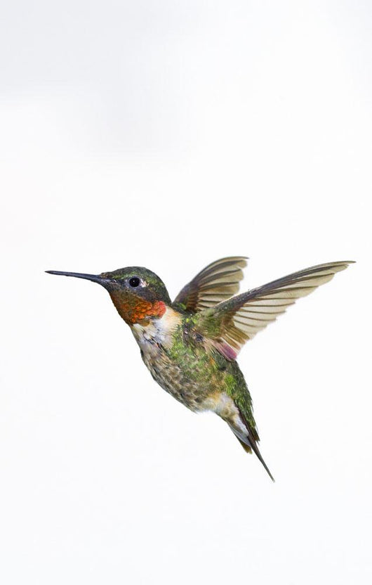 Ruby-Throated Hummingbird  Adult Males Wall Mural