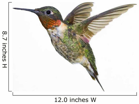 Ruby-Throated Hummingbird  Adult Males Wall Mural