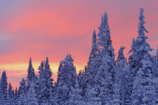 View Of Snow-Covered Trees And Sky At Twilight, Quebec, Canada Wall Mural