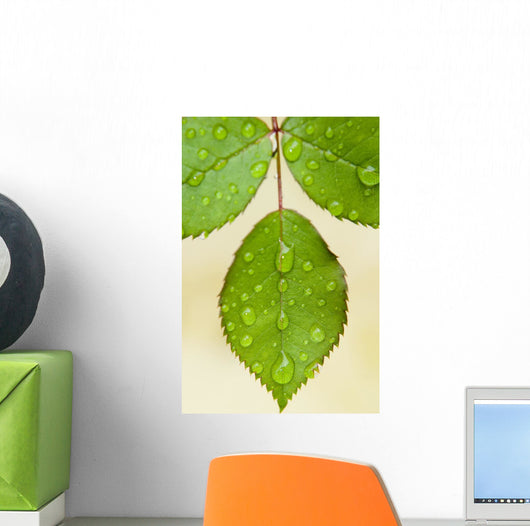 Wet Leaves, Winnipeg, Canada Wall Mural