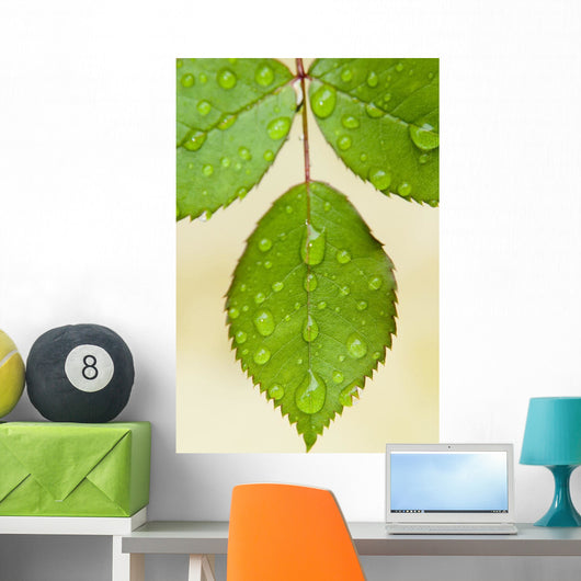 Wet Leaves, Winnipeg, Canada Wall Mural