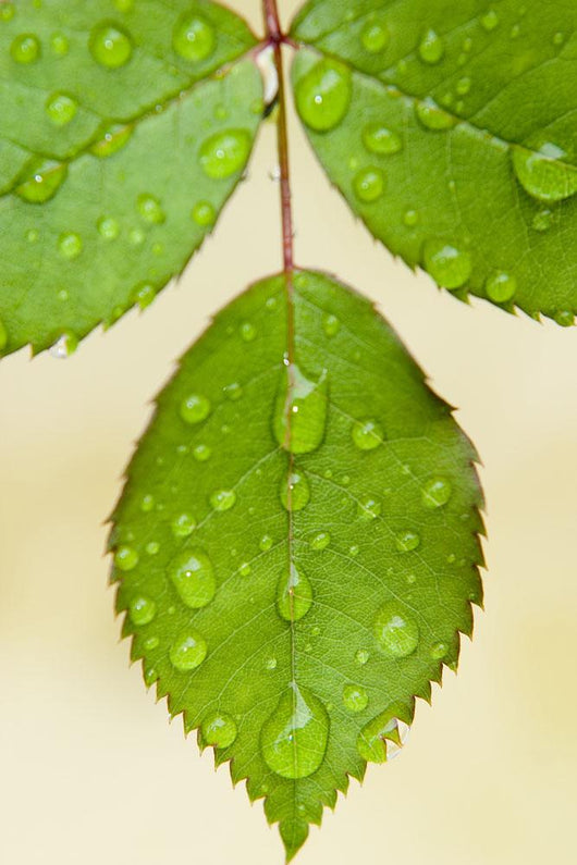 Wet Leaves, Winnipeg, Canada Wall Mural