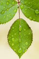 Wet Leaves, Winnipeg, Canada Wall Mural