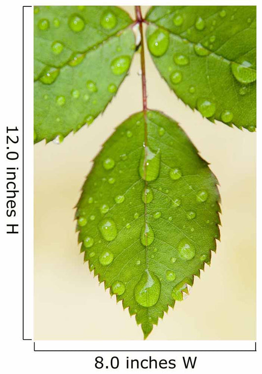 Wet Leaves, Winnipeg, Canada Wall Mural