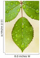 Wet Leaves, Winnipeg, Canada Wall Mural
