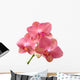 Pink Orchid Wall Decal