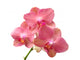 Pink Orchid Wall Decal