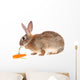 Rabbit with Meal Wall Mural