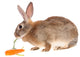 Rabbit with Meal Wall Mural