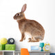 Brown Rabbit Wall Decal