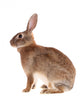 Brown Rabbit Wall Decal